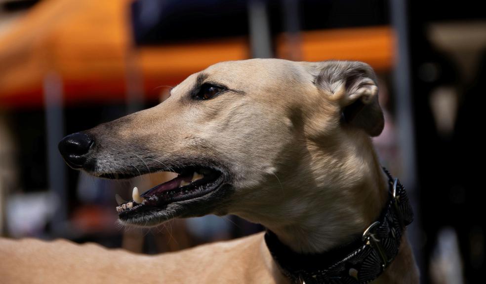 Greyhound Dog Wearing Collar in Close-up Photography