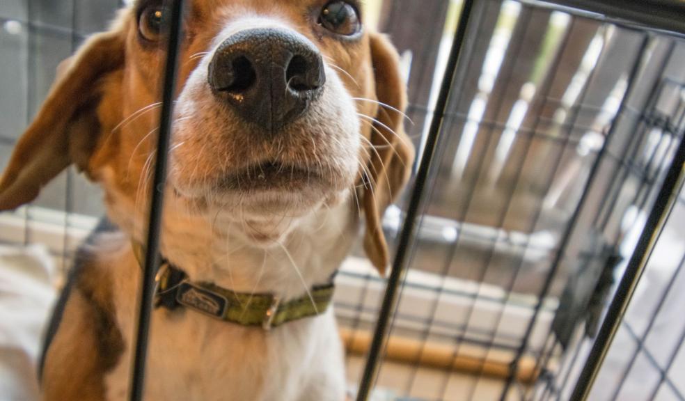 Adult Tricolor Beagle