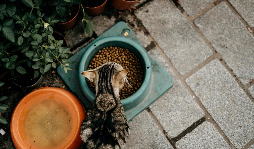 Photo of a Cat Eating