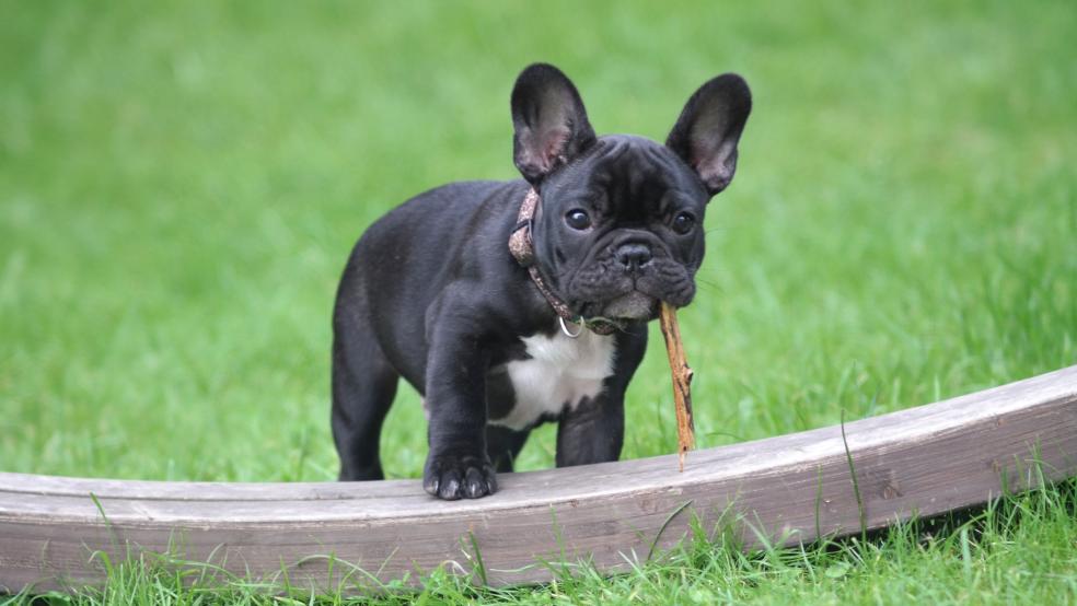 Black and White French Bulldog Puppy