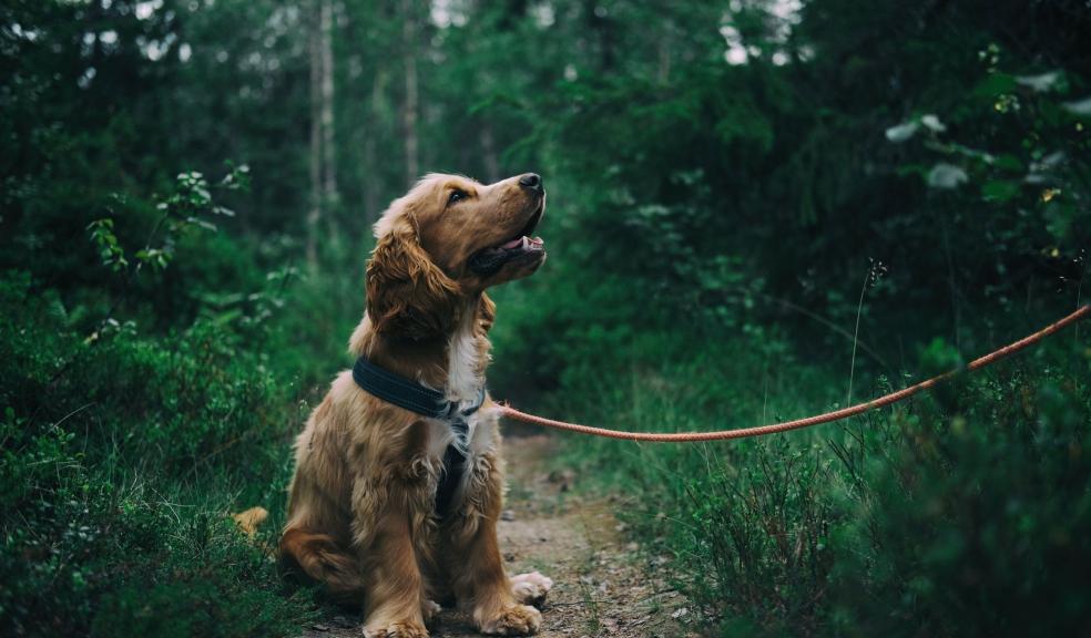 English Cocker Spaniel Puppy Sitting On Ground Beside Grass