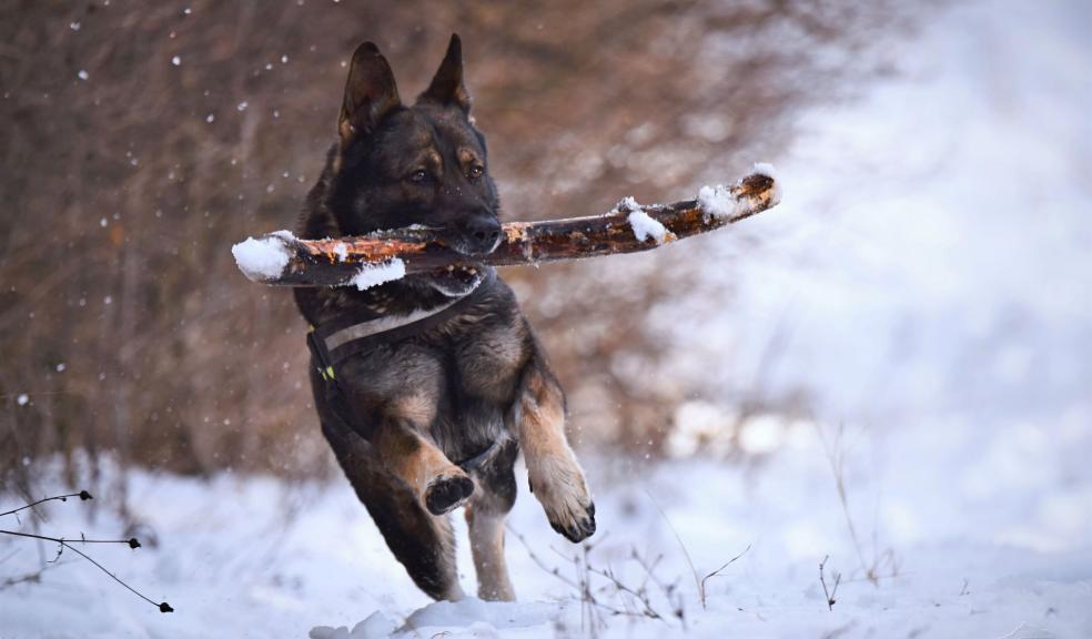 A dog in the snow