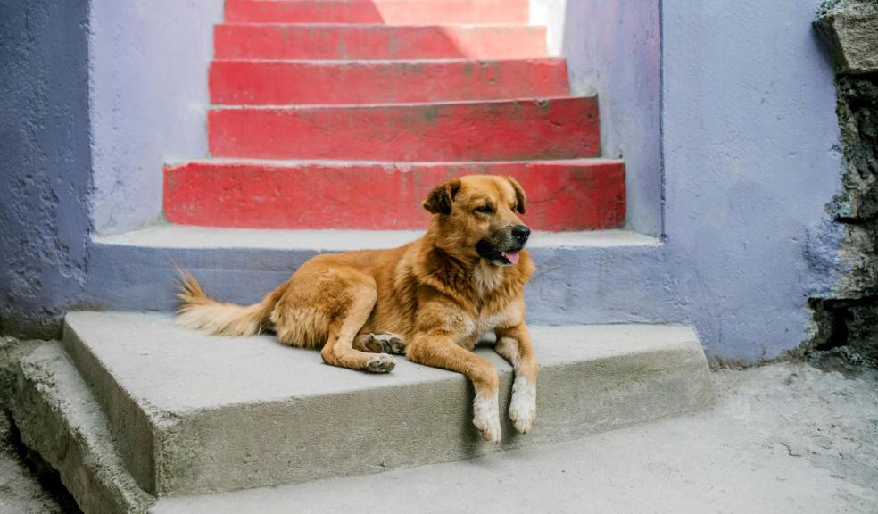 Cute dog resting on colourful stairs on street