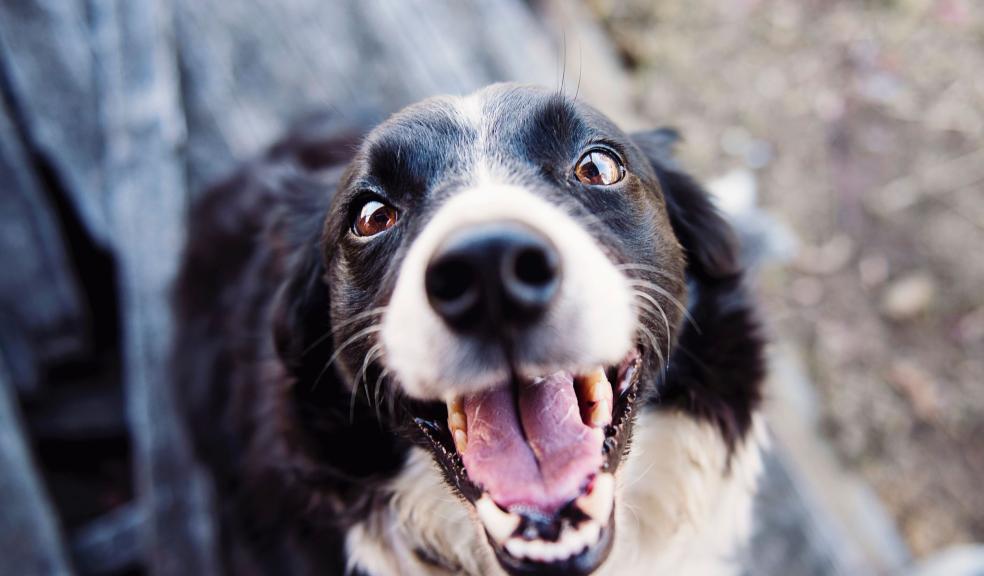 Shallow Focus Photography of Adult Black and White Border Collie