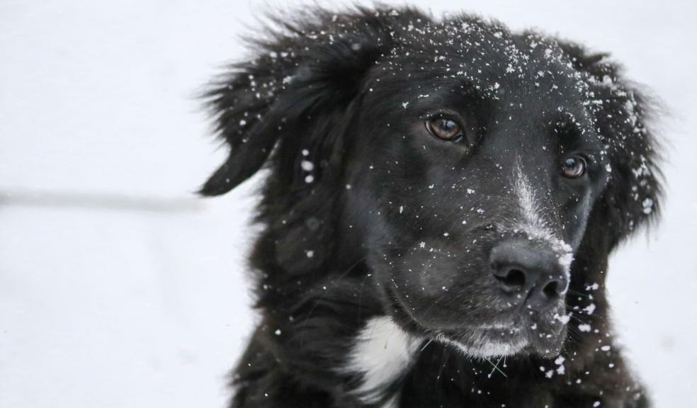 Long-coated Black and White Dog on White Snow