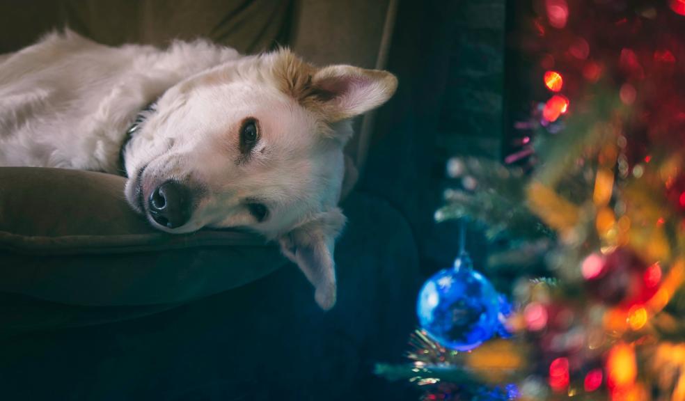 White Dog at Christmas