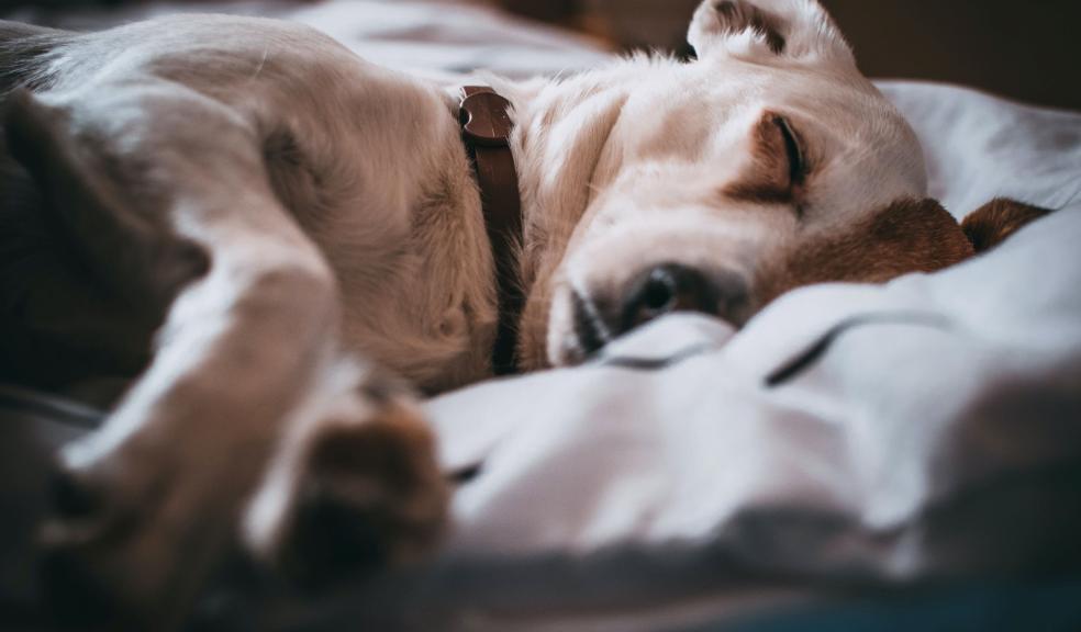 Close-Up Photo of Sleeping Dog