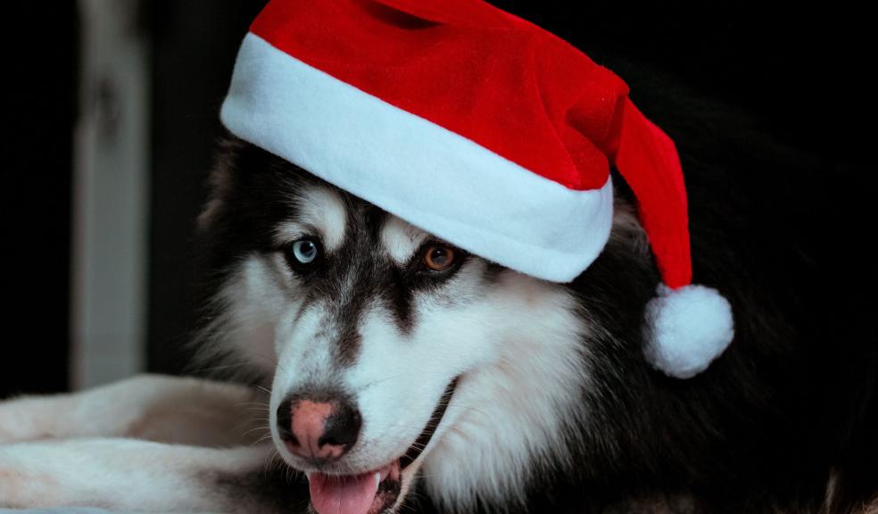 Headshot of Dog in Santa Hat