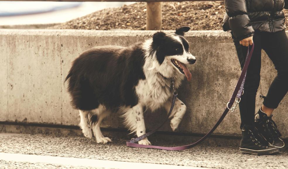 Person Holding Pet Dog Leash While Standing on Concrete Road