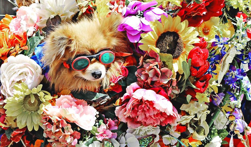 Dog Wearing Glasses Surrounded by Flowers