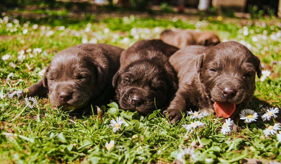 Three Brown Coated Puppies