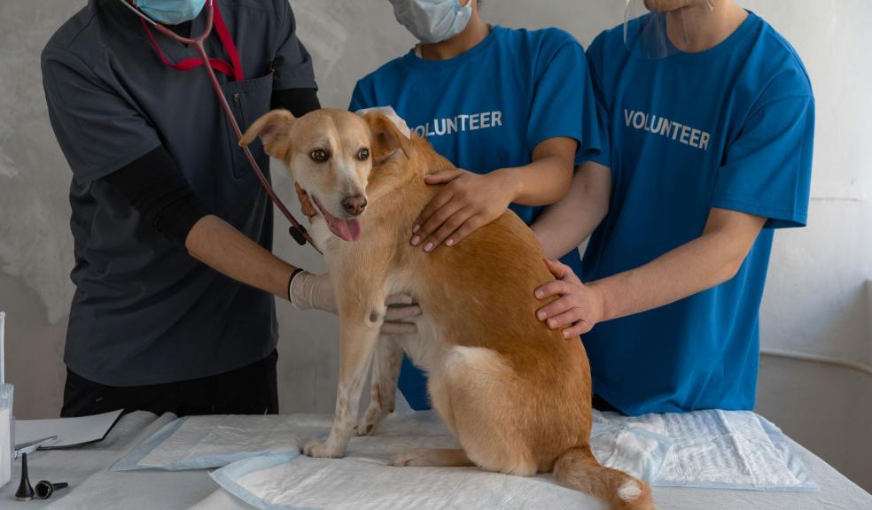 A Veterinarian and Two Volunteers Helping a Sick Dog