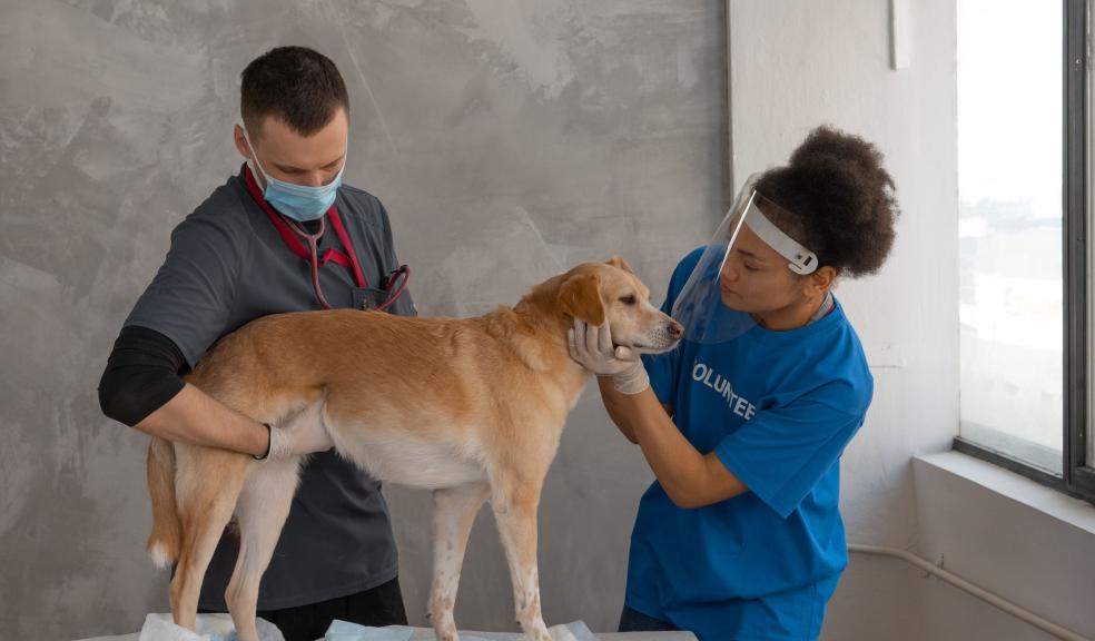 Woman in Blue Shirt Touching the Dog's Face