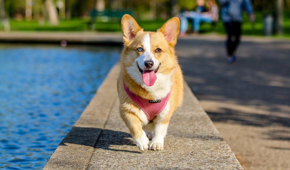 Adult Brown and White Pembroke Welsh Corgi Near the Body of Water