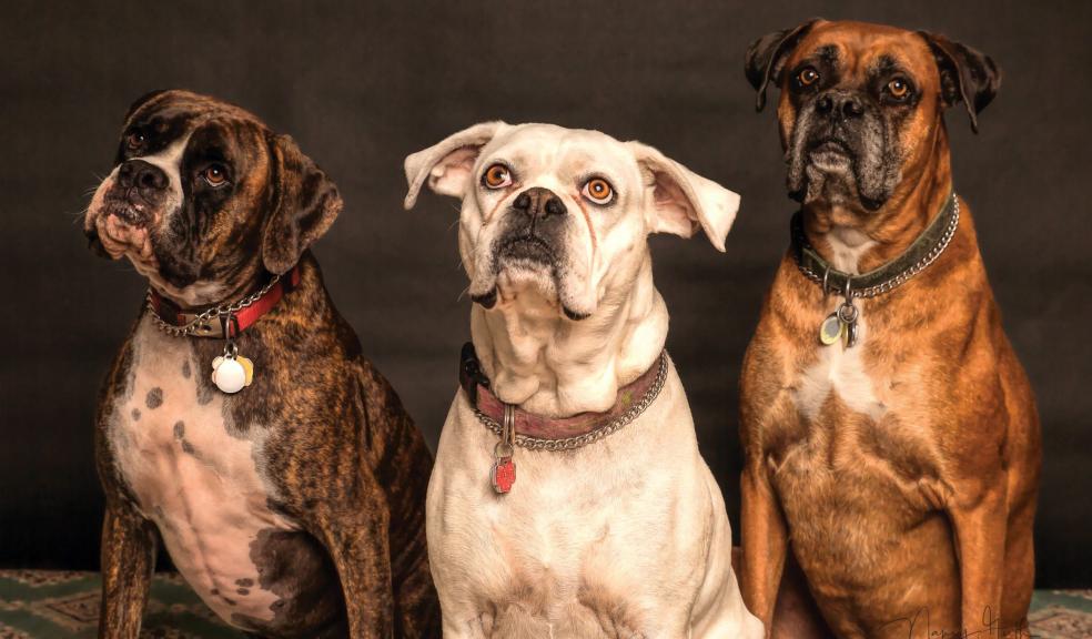 Photography of Three Dogs Looking Up