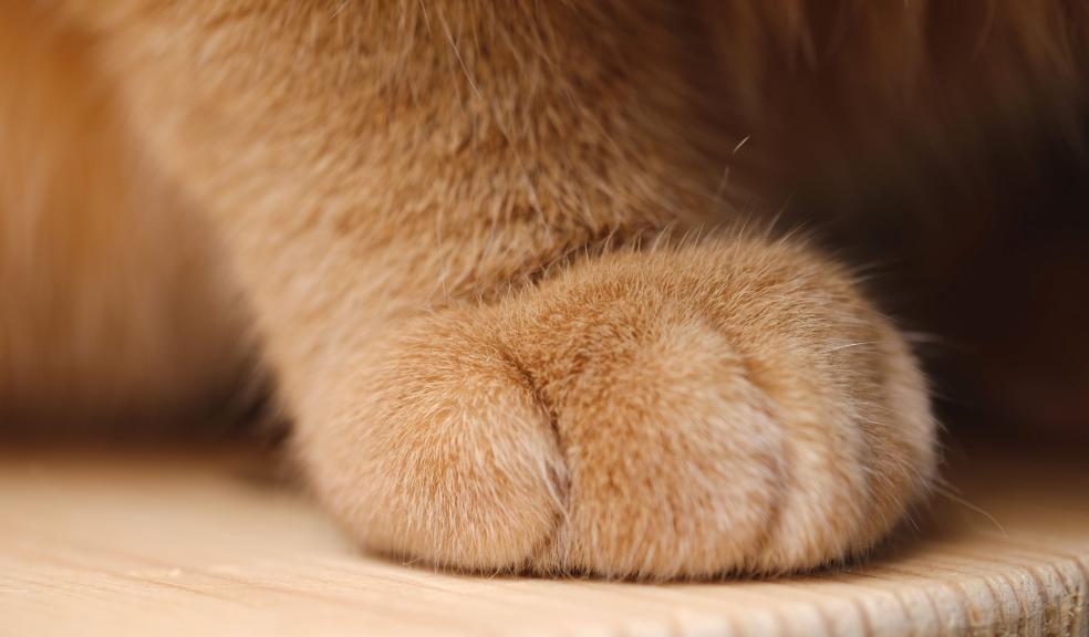 Cat Paw