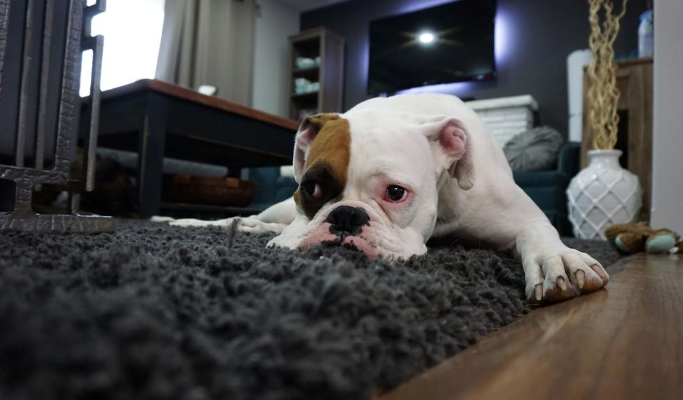 White and Tan English Bulldog Lying on Black Rug