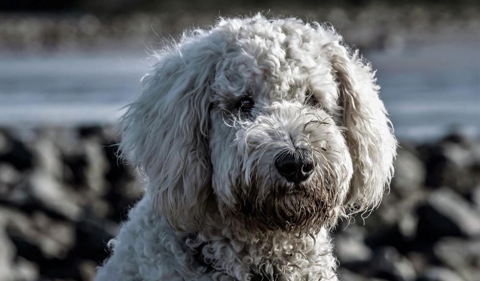 Adult White Toy Poodle on Selective Focus