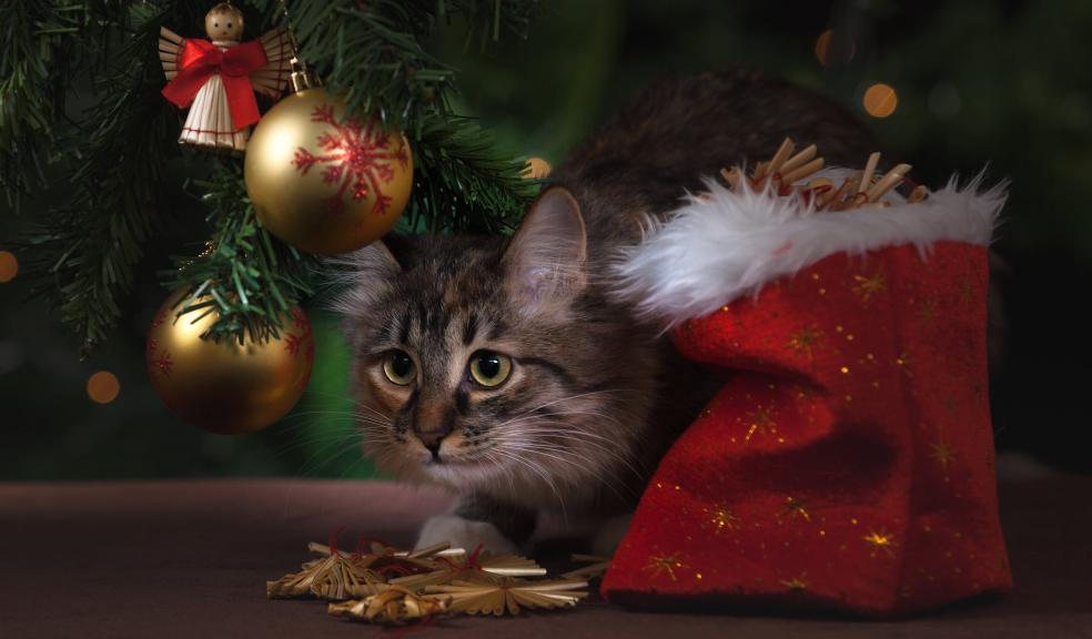 Brown Tabby Cat Beside Christmas Tree