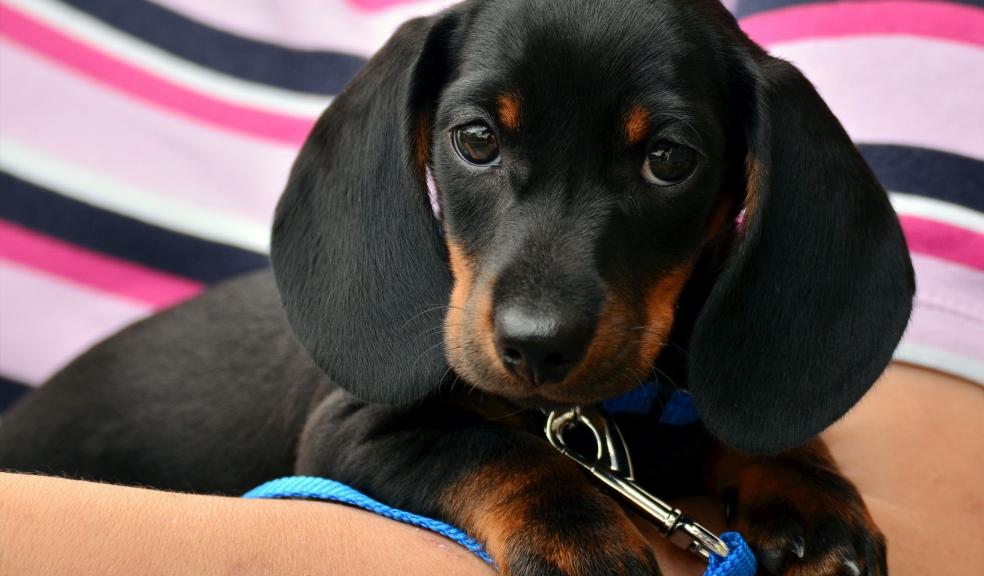 Dachshund puppy