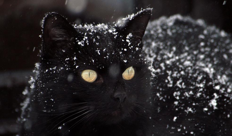 A black cat in the snow