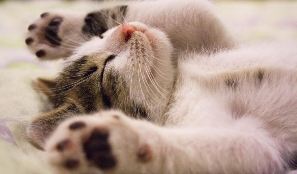 Close-up Photo of Cute Sleeping Cat