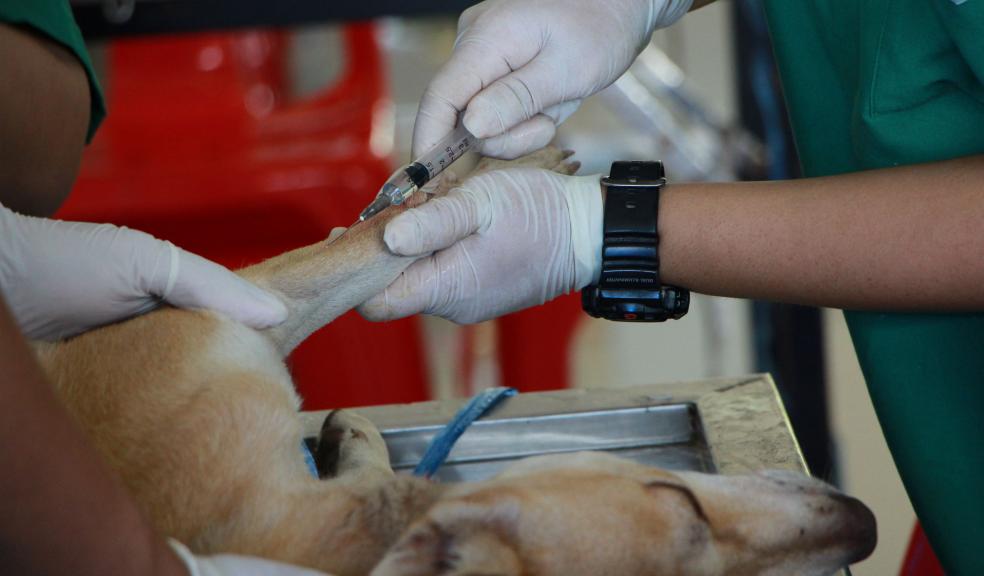 A dog receiving medical treatment