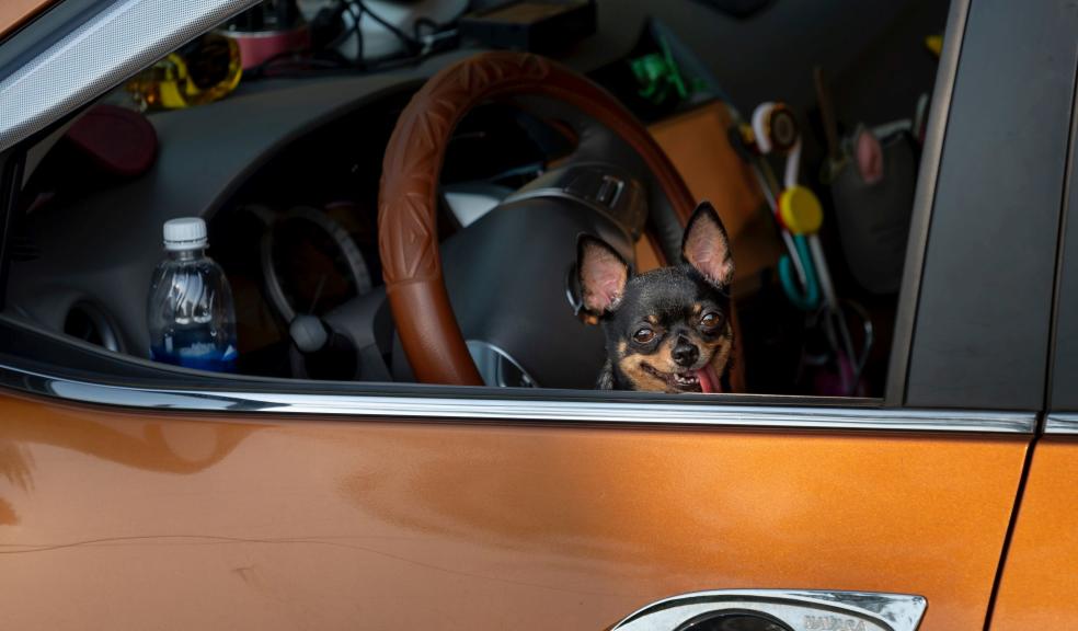 Brown and Black Dog on Yellow Car