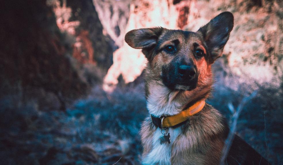 A dog wearing a collar