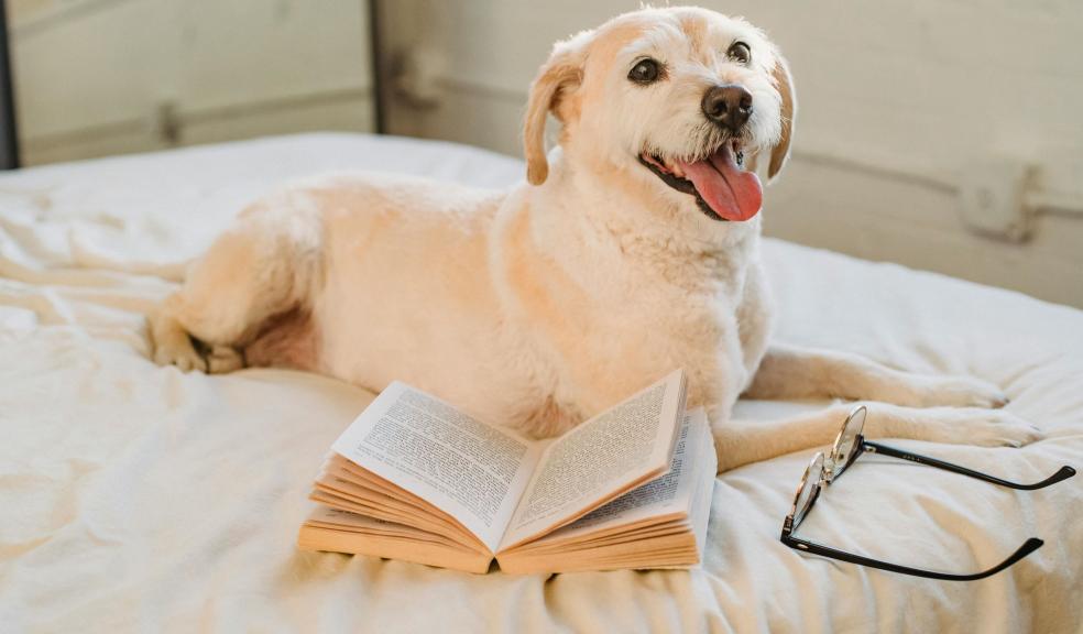 A happy dog lying on a bed with a book