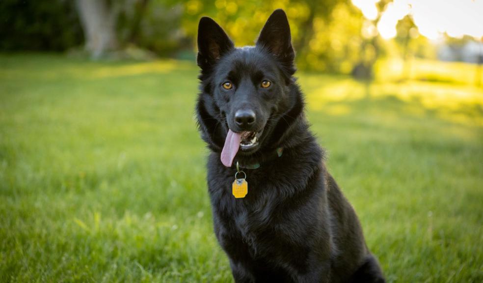 Schipperke Sitting in Green Grass Field