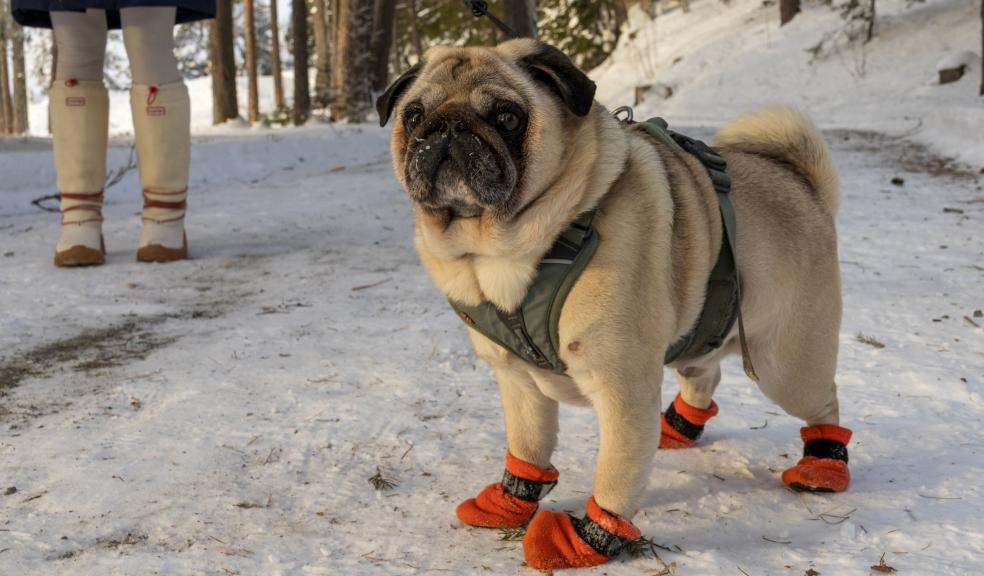 A dog wearing boots in the snow