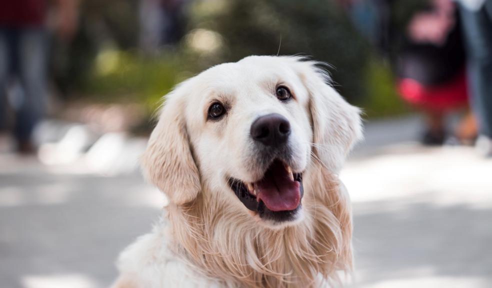 Adult Golden Retriever Close-up Photography