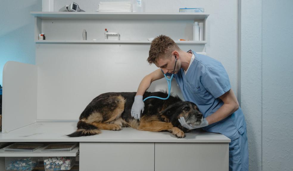 A Vet Checking a Sick Rough Collie