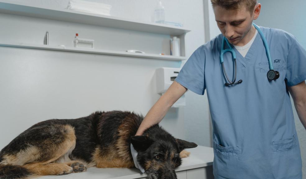 Man in Blue Scrub Suit Holding Black and Brown German Shepherd