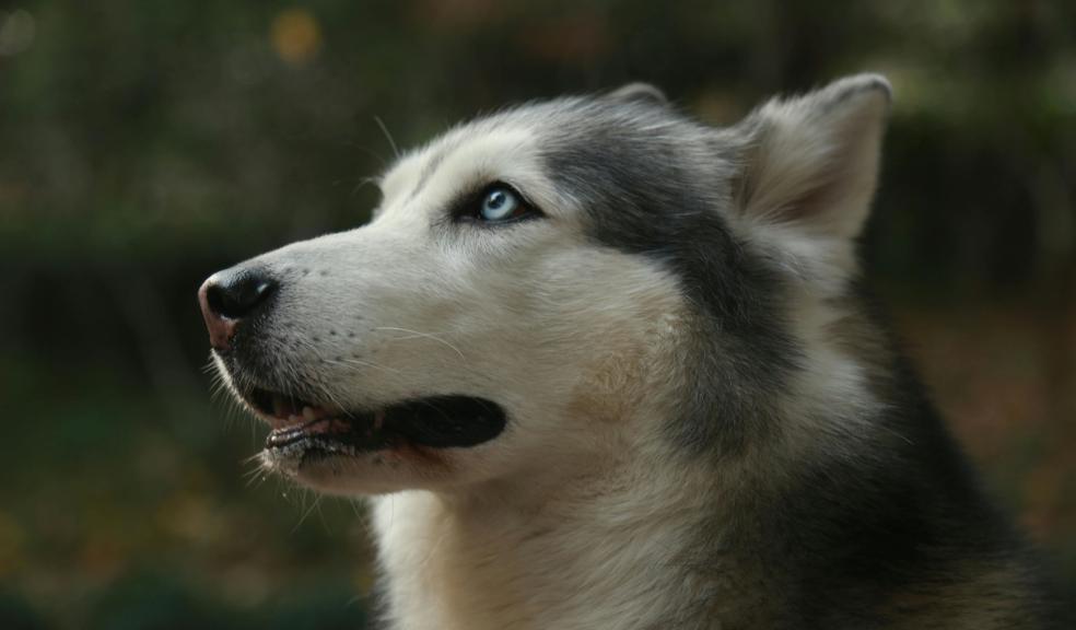 Close up of Husky Head