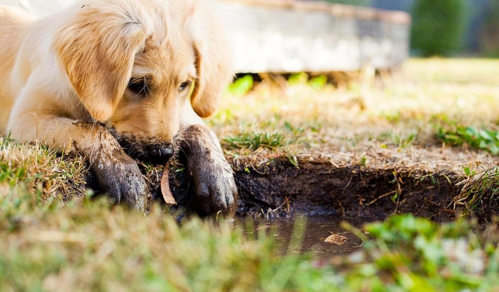 A muddy puppy