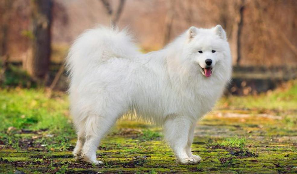 Samoyed Chow mix