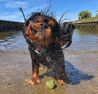 Arthur, seven, Cavalier King Charles Spaniel