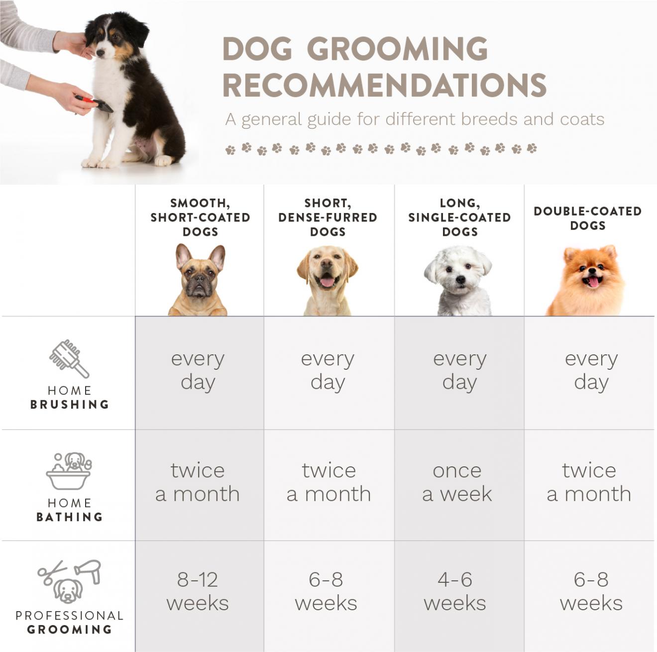 Dog grooming tips