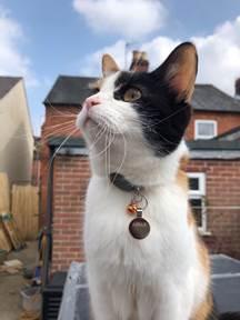 A recent picture of Kafka enjoying her climbing frame in the garden 