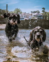 Peggy, one, Schnocker and Maggie, four, Cockapoo