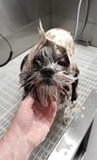 Rory, three, Shih Tzu Cross