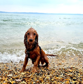 Ruby, eight months, Cocker Spaniel