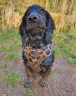 Skye, six months, Working Cocker Spaniel