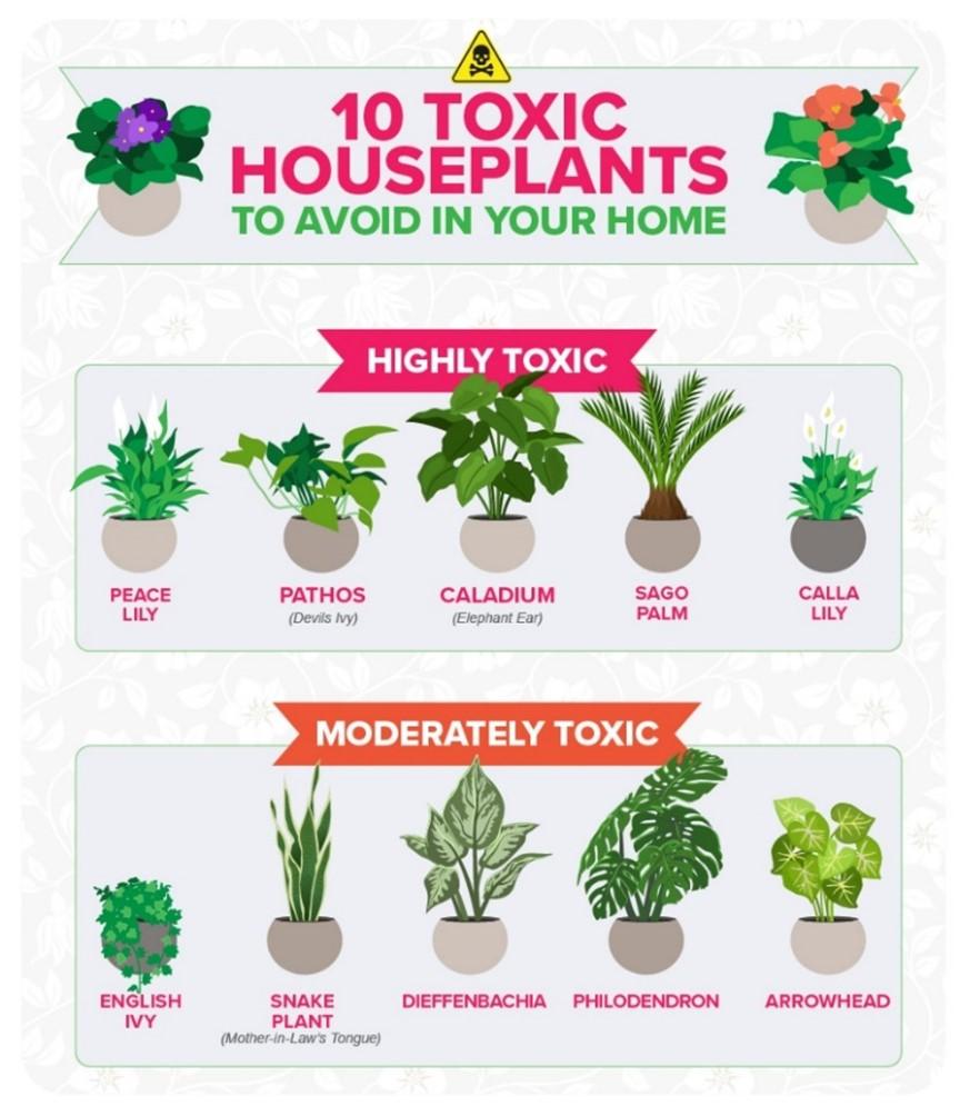 Toxic-House-Plants-Graphic