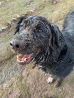 Bonnie, three, Border Collie x Golden Retriever