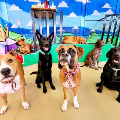 Doggy Daycare