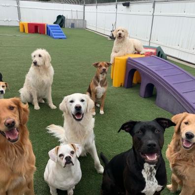 Doggy Daycare