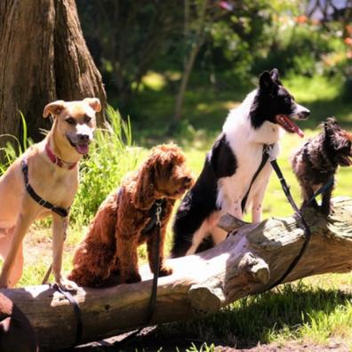 A pack of dogs on a log